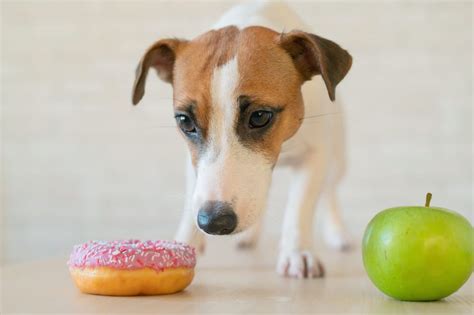 Diabetes in Dogs: Everything You Need to Know to Keep Them Healthy ...