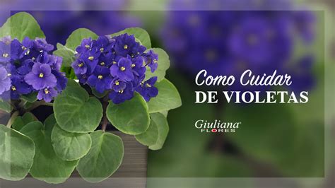 Violetas Conhe A Essa Flor E Saiba Como Cuidar Blog Giuliana Flores