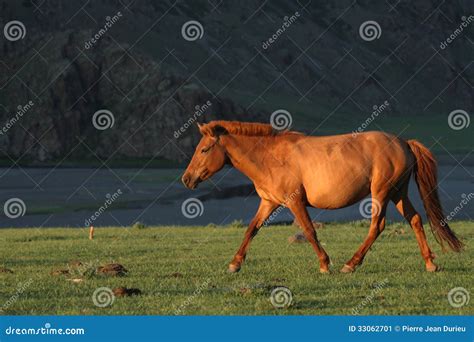 3,560 Horse Running Sunset Photos - Free & Royalty-Free Stock Photos ...