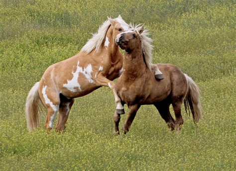 Wild Horses Of Southeast Oregon Nature And Wildlife Photography