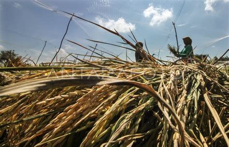 TARGET PRODUKSI KOMODITAS UTAMA BERAS 2022 ANTARA Foto