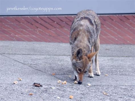 feeding | Coyote Yipps