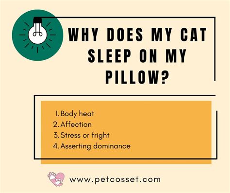 Why Does My Cat Sleep On My Pillow 4 Possible Reasons