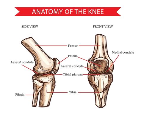 Tibial Anatomy