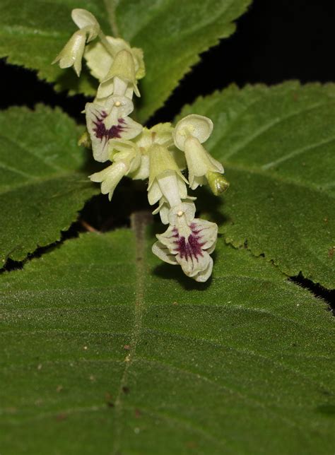 Botanists Discover New Species Of Stoneflower In India S Northeast