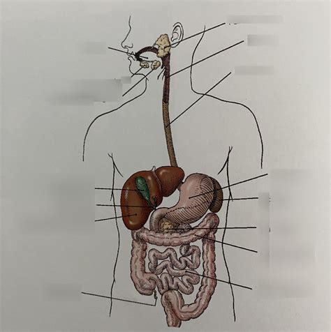 digestive tract diagram Diagram | Quizlet