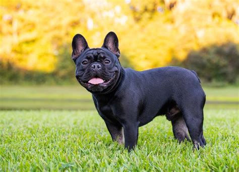 French Bulldog Dog Breed Health and Care | PetMD