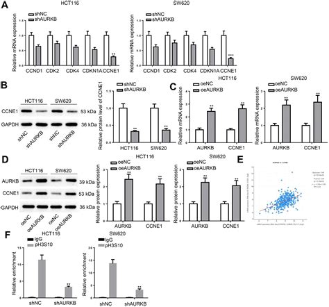 Aurkb Promotes Colorectal Cancer Progression By Triggering The