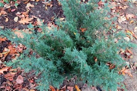 Низкие и красивые декоративные цветущие кустарники морозостойкие