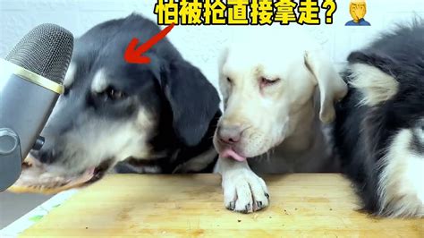 狗狗朵拉面对狗宝小壮！“温柔”的抢夺！拼的是耐力？ Youtube