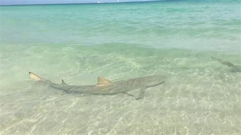 Sharks Spotted At Miami Beach Very Close To The Beach Youtube