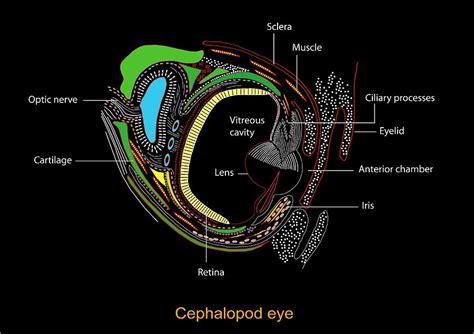 Cephalopd Eye Artwork Photograph By Francis Leroy Biocosmos Fine