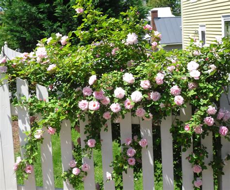 Culpeper Virginia White Picket Fence And Pink Roses