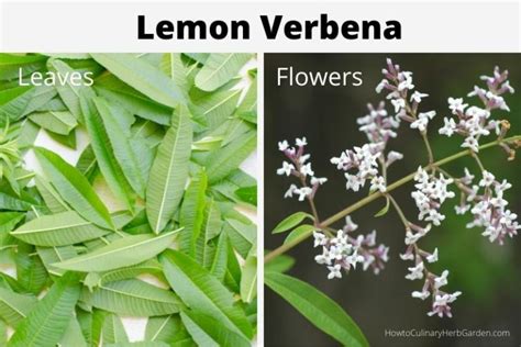 How To Grow Lemon Verbena For Fresh Citrusy Flavor And Fragrance