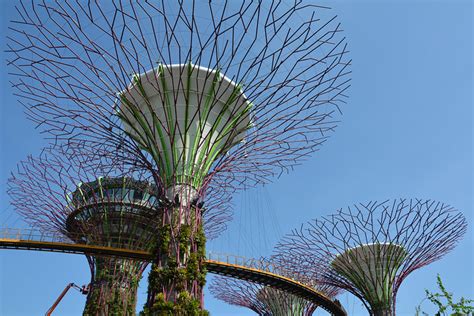 2024...18棵阿凡达世界里的参天大树，高达25-50米，当一棵棵高耸的超级树在眼前出现时，真是相当震撼_新加坡滨海湾花园-评论-去哪儿攻略