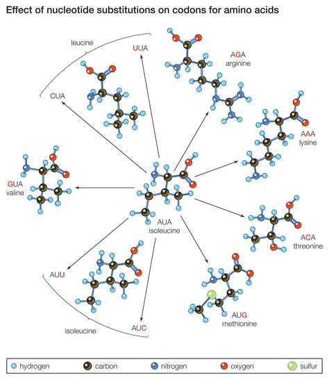 mutation summary | Britannica