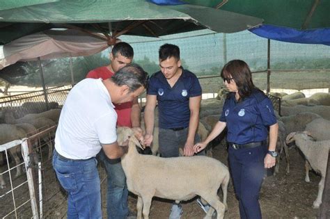 Mendereste Kurban Denetimi Zmir Haberleri