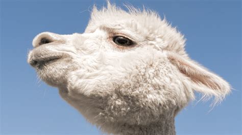 Spitting Llama