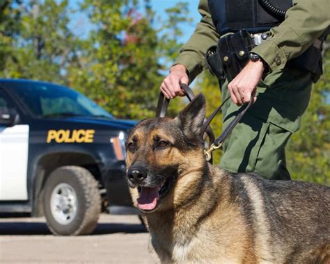 How Do Police Officers Use Drug Sniffing Dogs