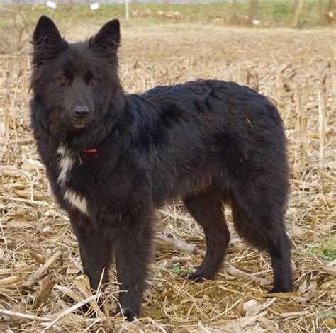 Pastore Della Lessinia E Del Lagorai Cane Da Pastore Razze Di Cani Cani