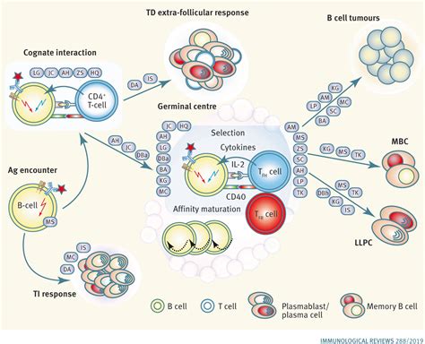 B Cell Antibody Production Review