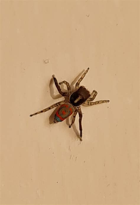 Unidentified spider in perth, coastal, australia
