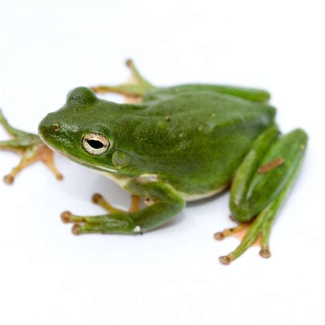 Species Profile Hyla Cinerea Green Tree Frog Bella Vista Property