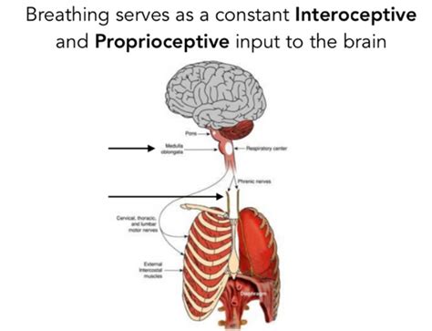 How Your Breathing Reflects The State Of Your Nervous System