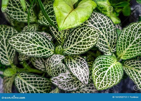 Nerve Plant Leaves Also Known As Fittonia Verschaffeltii Stock