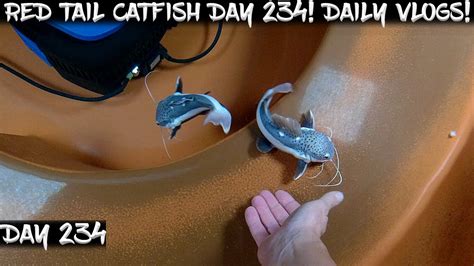 Day 234 Daily Red Tail Catfish Vlog Watch Them Grow YouTube