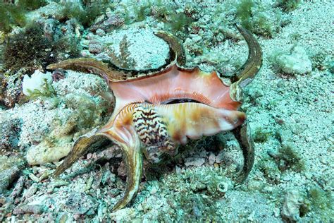 Scorpion Spider Conch Photograph By Andrew Martinez