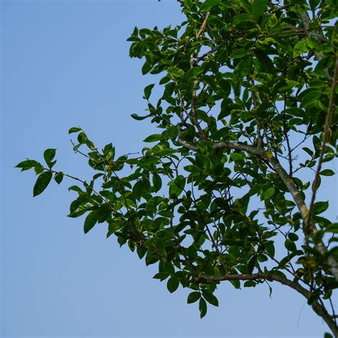 Crape Myrtle – Plant Detectives