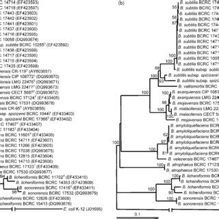 Neighbour Joining Trees Based On 16S RRNA A And GyrB B Gene