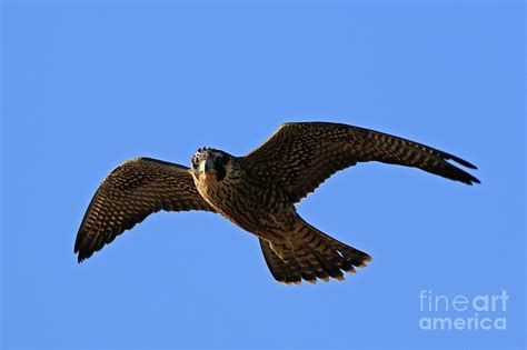 Peregrine Falcon Juvenile Photograph by Craig Corwin - Pixels