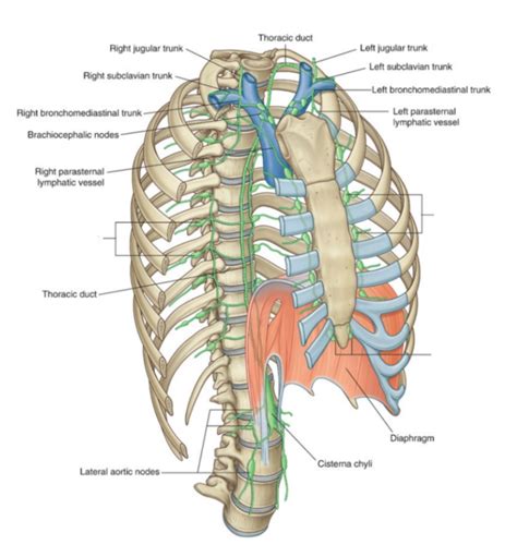 Wk Lymphatic Drainage Diagram Quizlet