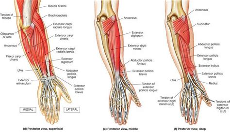 Muscles Of The Extensor Forearm And Hand Anatomy 329 With Krabbenhoft