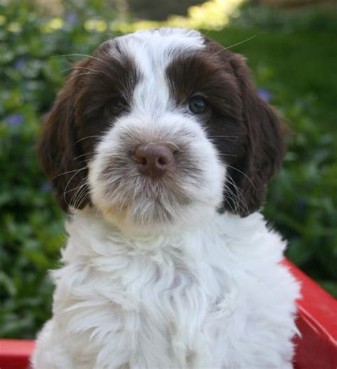 Chocolate And White Parti Labradoodle Puppy Pacific Rim Labradoodles