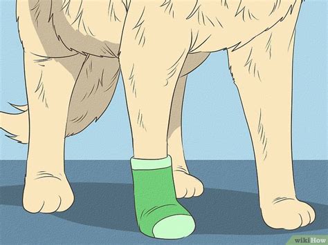 How To Care For A Dogs Torn Paw Pad First Aid And Long Term