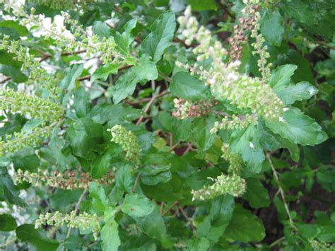 Tulasi, the elixir of life - fitnhealthyu