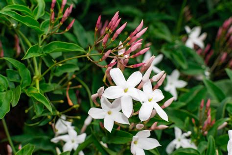 10+ Types of Jasmine Flowers - Popular Bush Plant Varieties For Garden