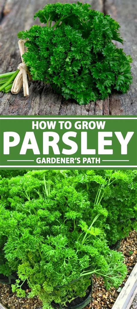 How to Grow Parsley in Your Home Herb Garden | Gardener’s Path