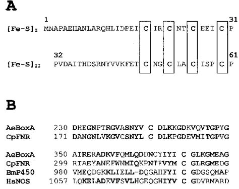 Properties Of BoxA A N Terminal Amino Acid Sequence Of BoxA Of A