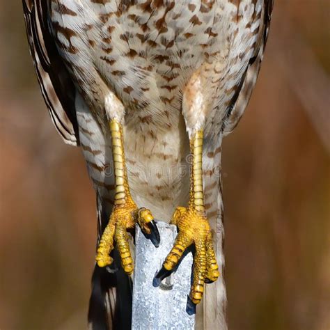 Hawk Talons Gripping Handlers Gauntlet Stock Image - Image of strength ...