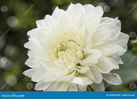 Flowers Close Up Of A White Dahlia `white Perfection` 1 Stock Image