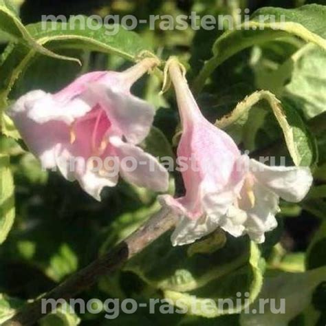 Саженцы Вейгела цветущая Карикатура (Weigela Caricature) купить по цене ...