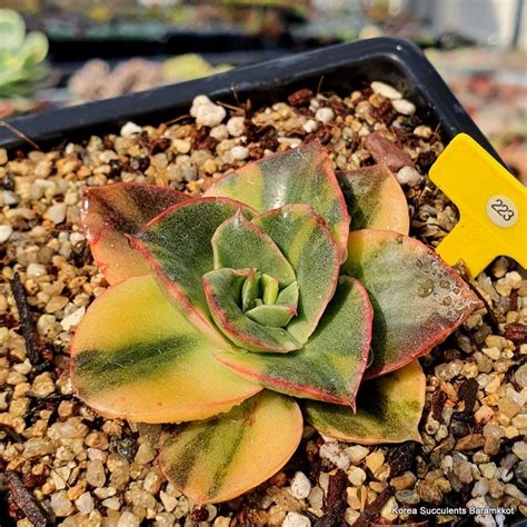 Echeveria Mini Gosaong Variegated Succulents Echeveria Rare Succulents