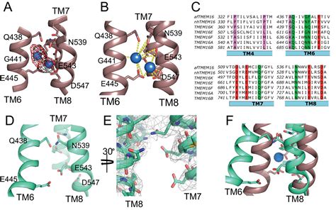 Structural Basis Of Ca Dependent Activation And Lipid Transport By A