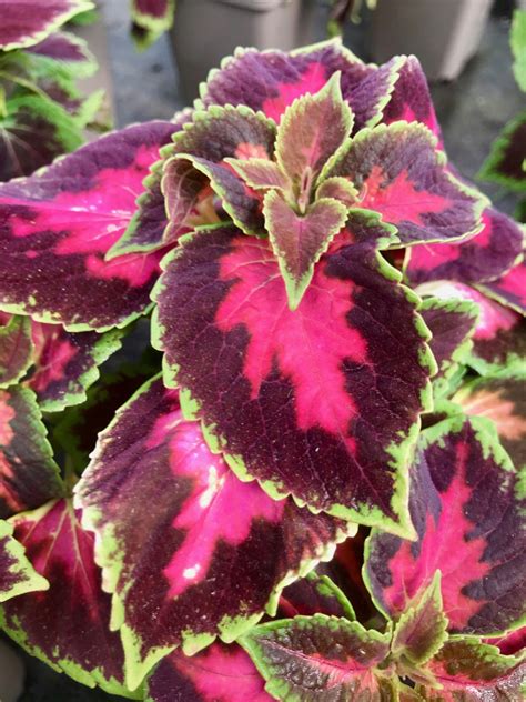 Coleus Main Street Fifth Avenue Coleus Horticulteurs Costil