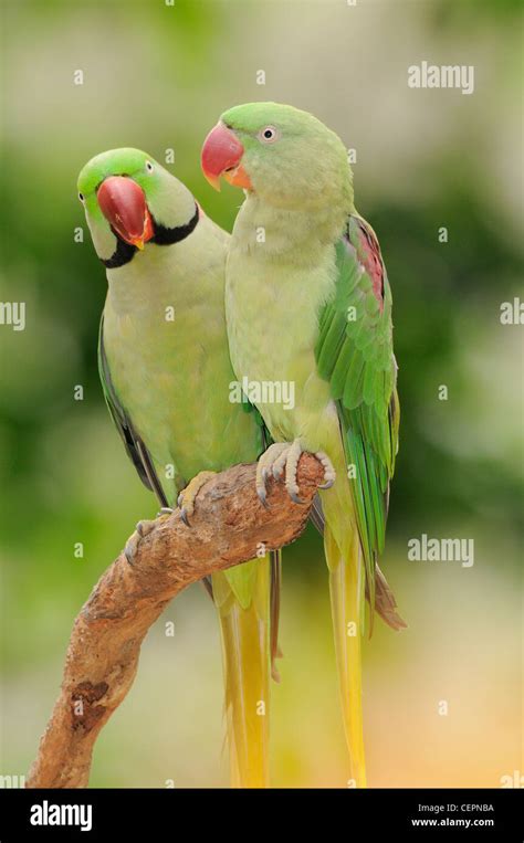 Aggregate 145+ parrot green wallpaper latest - noithatsi.vn