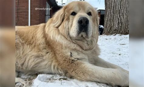 16 Anatolian Shepherd Mixes With Pictures To Show